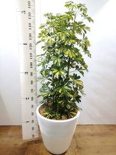 シェフレラ木立 観葉植物 カポック（シェフレラ） 【170cm】 13号 #72076 ※1都3県配送